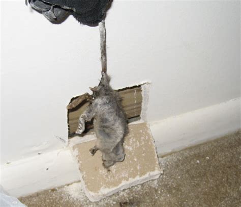 Rats in walls. Things To Know About Rats in walls. 